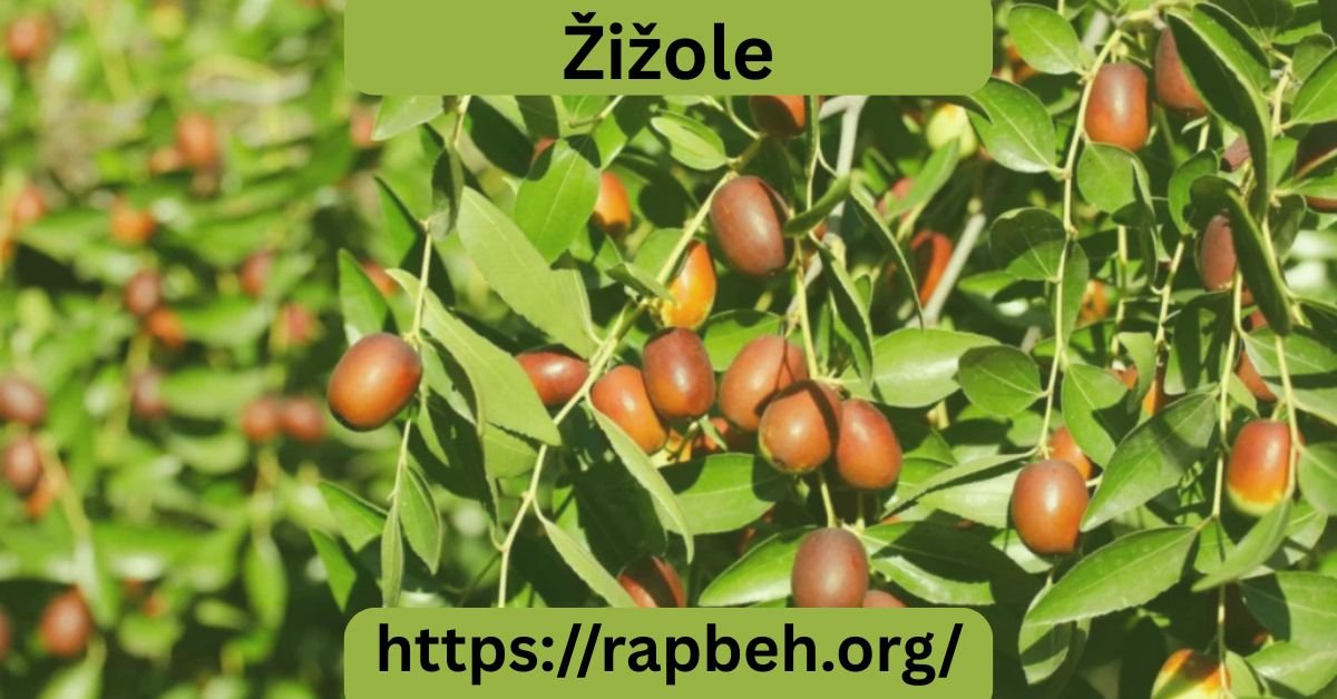 Žižole